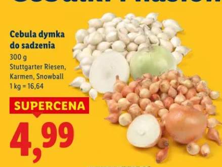 Cebula dymka do sadzenia