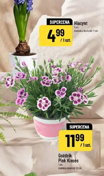 Goździk Pink Kisses