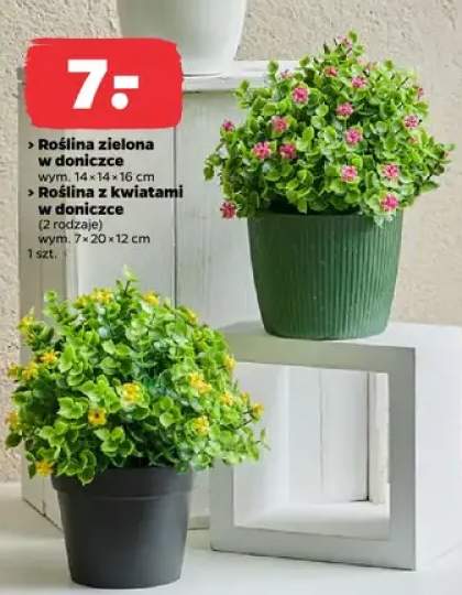 Roślina z kwiatami w doniczce