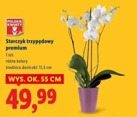 Storczyk trzypędowy premium