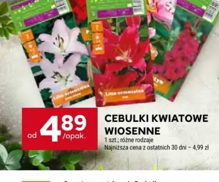 Golonka wieprzowa tylna