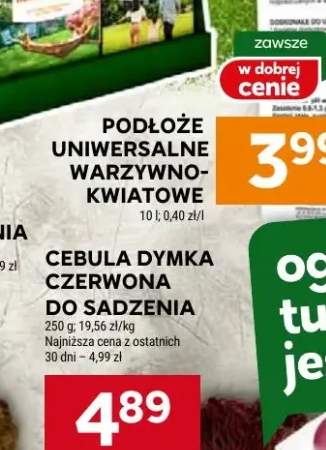 Kaczka świeża Pekin