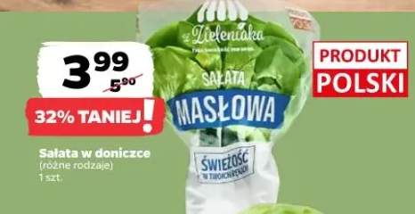 Sałata w doniczce różne rodzaje