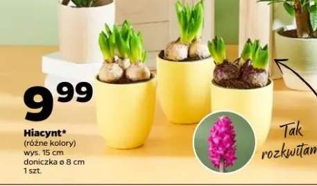 Hiacynt różne kolory