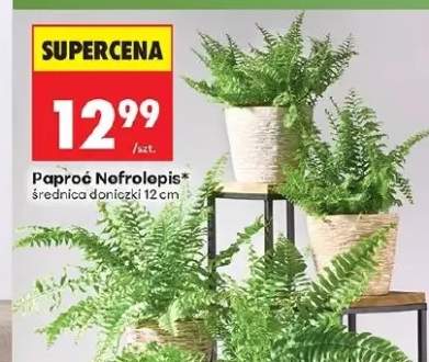 Paproć Nefrolepis