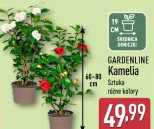 Kamelia 60-80 cm różne kolory