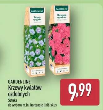 Krzewy kwiatów ozdobnych