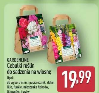 Cebulki roślin do sadzenia na wiosnę