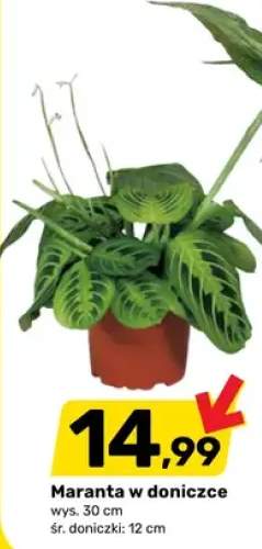 Maranta w doniczce