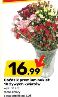 Goździk premium bukiet 10 żywych kwiatów