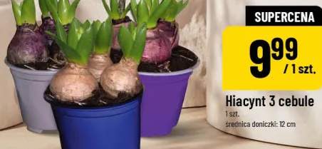 Hiacynt 3 cebule