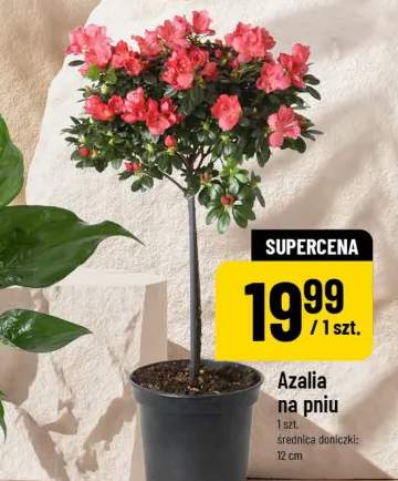 Azalia na pniu