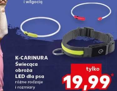 Świecąca obroża LED dla psa