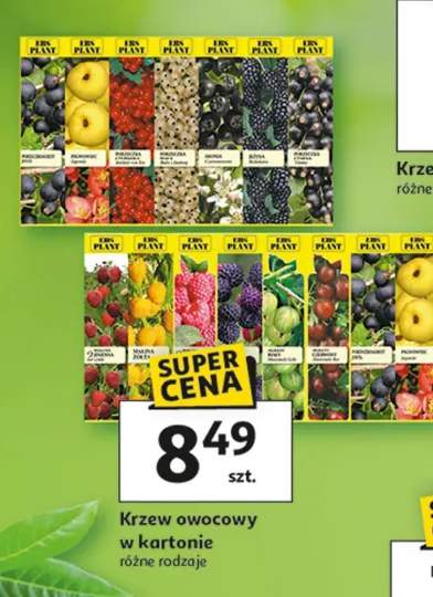 Krzew owocowy w kartonie różne rodzaje