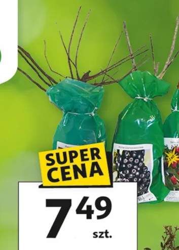 Krzew owocowy w woreczku różne rodzaje