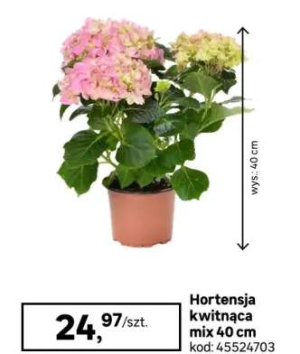 Hortensja kwitnąca mix 40 cm