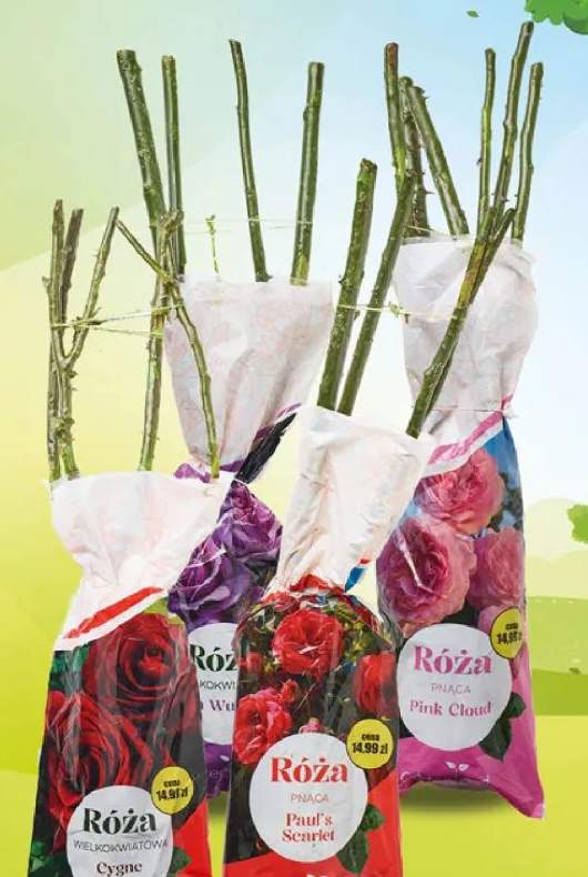 Krzew róża balot różne rodzaje