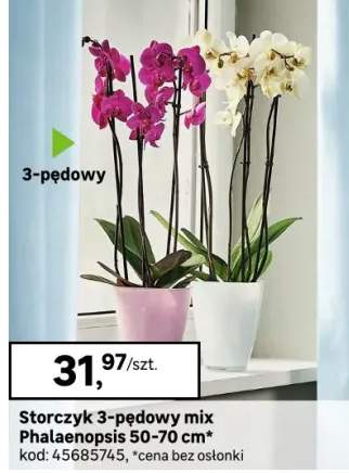 Storczyk 3-pędowy mix Phalaenopsis 50-70 cm