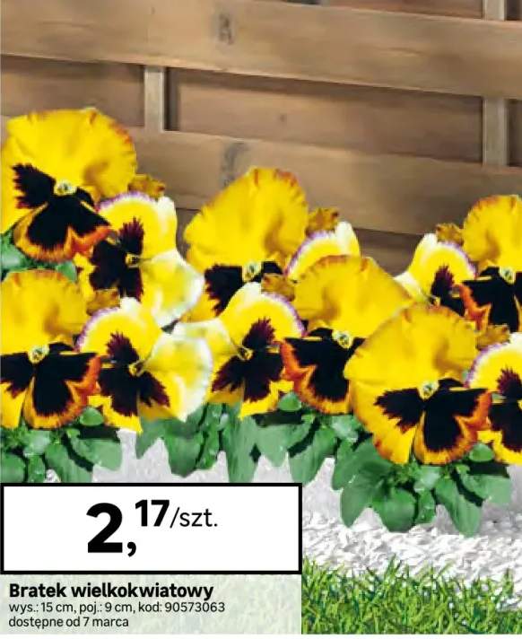 Bratek wielkokwiatowy