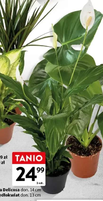 Monstera Delicosa roślina doniczkowa don. 14cm