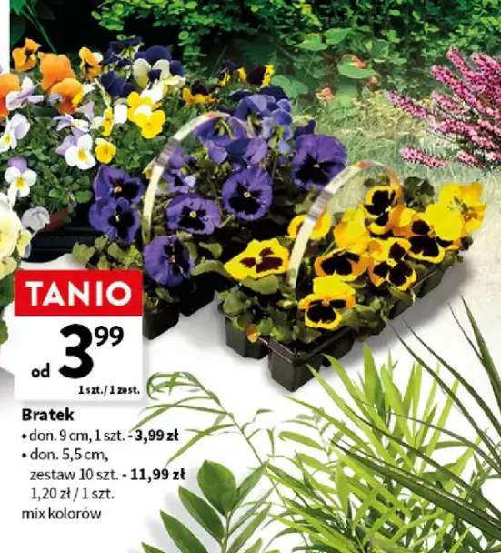 Bratki roślina doniczkowa don. 9cm