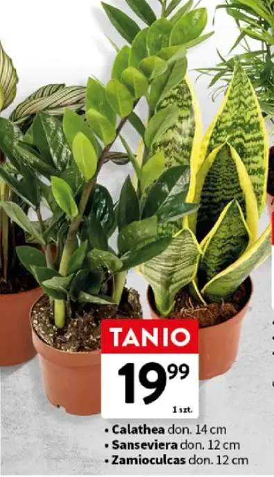 Sanseviera roślina doniczkowa don. 12cm