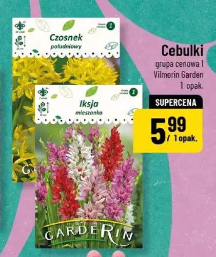 Cebulki grupa cenowa 1 Czosnek południowy, Iksja mieszanka