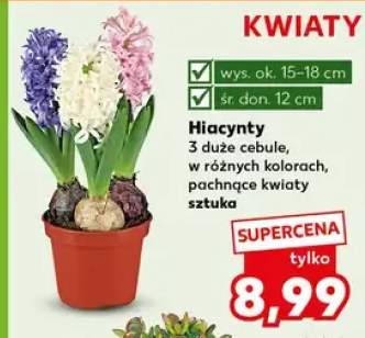 Hiacynty 3 duże cebule, w różnych kolorach, pachnące kwiaty