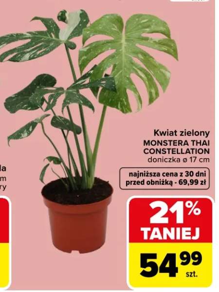 Kwiat zielony Monstera Thai Constellation