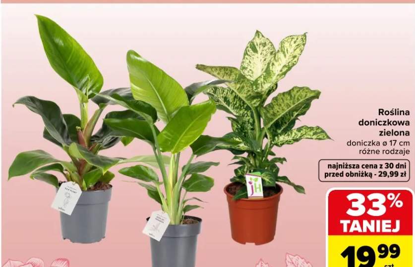 Roślina doniczkowa zielona różne rodzaje