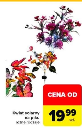 Kwiat solarny na piku różne rodzaje