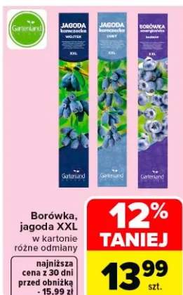 Borówka, jagoda XXL w kartonie różne odmiany