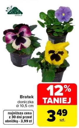 Bratek doniczka ø 10,5 cm