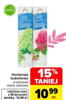 Hortensja bukietowa w kartonie różne odmiany