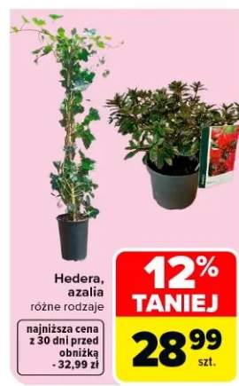 Hedera, azalia różne rodzaje