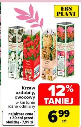 Krzew ozdobny, owocowy w kartonie różne odmiany