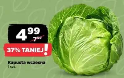 Kapusta wczesna