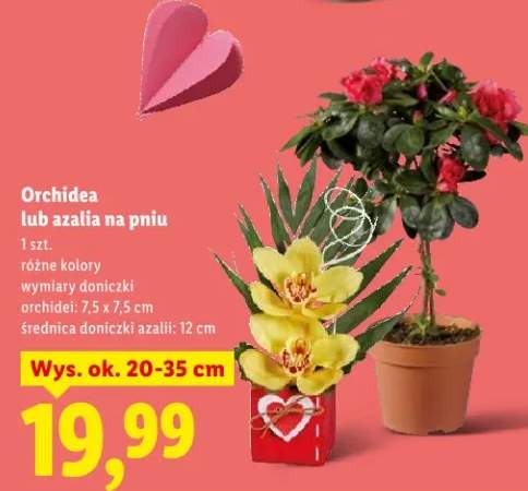 Orchidea lub azalia na pniu