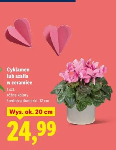 Cyklamen lub azalia w ceramice