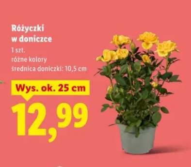 Różyczki w doniczce