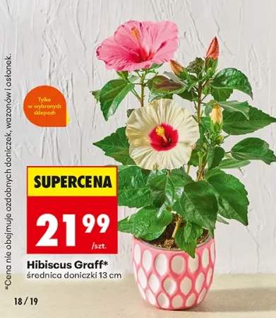 Hibiscus Graff średnica doniczki 13 cm