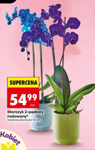 Storczyk 2-pędowy malowany