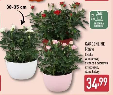 Róże sztuka w kolorowej osłonce z tworzywa sztucznego, różne kolory