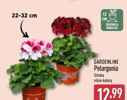 Pelargonia sztuka różne kolory