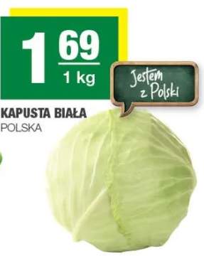 Kapusta biała polska
