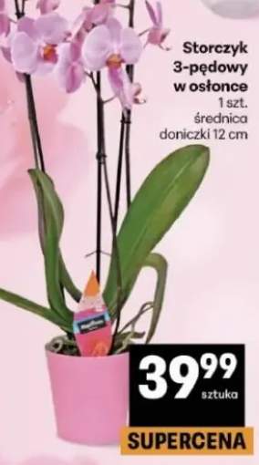 Storczyk 3-pędowy w osłonce