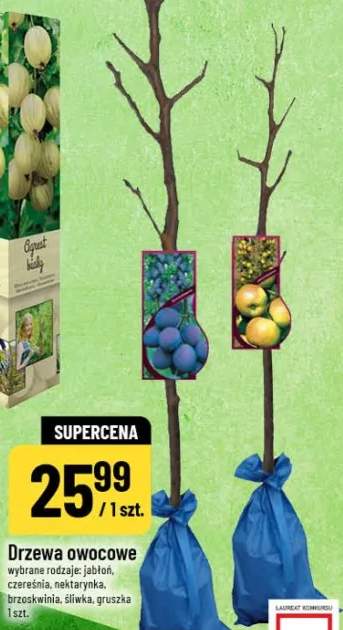 Drzewa owocowe wybrane rodzaje jabłoń, czereśnia, nektarynka, brzos­kwinia, śliwka, gruszka