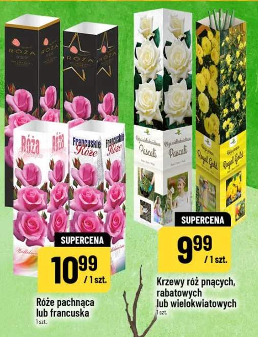 Róże pachnąca lub francuska