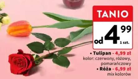 Tulipan kolor: czerwony, różowy, pomarańczowy