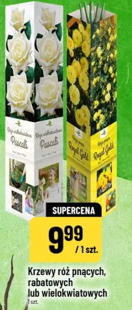 Krzew róż pnących, rabatowych lub wielokwiatowych